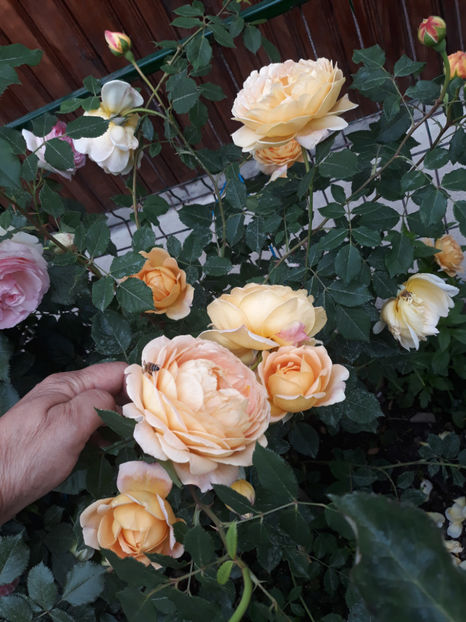  - GOLDEN CELEBRATION David Austin 3