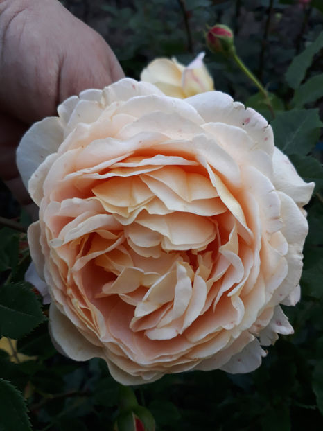  - GOLDEN CELEBRATION David Austin 3