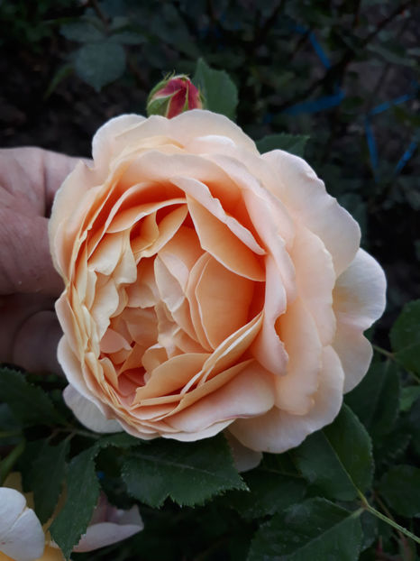  - GOLDEN CELEBRATION David Austin 3