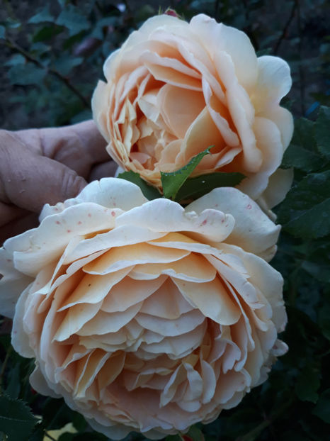  - GOLDEN CELEBRATION David Austin 3