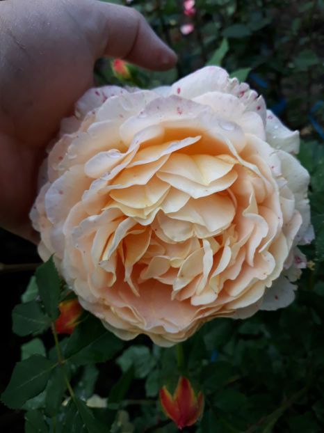  - GOLDEN CELEBRATION David Austin 3