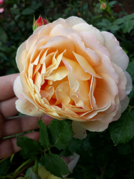  - GOLDEN CELEBRATION David Austin 3