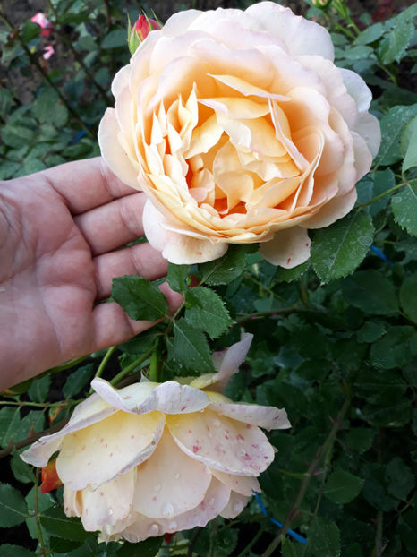  - GOLDEN CELEBRATION David Austin 3