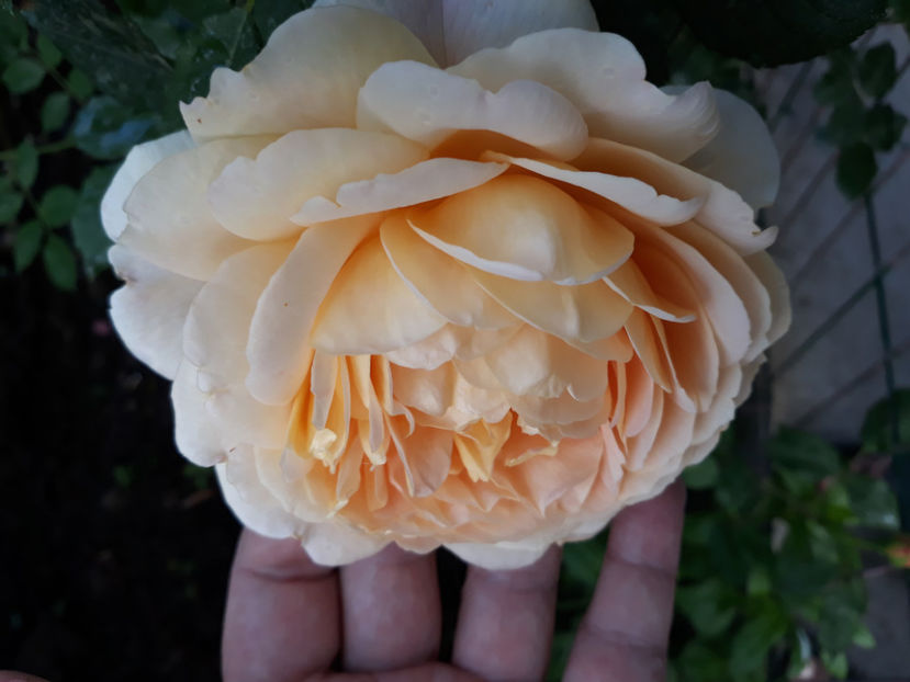  - GOLDEN CELEBRATION David Austin 3