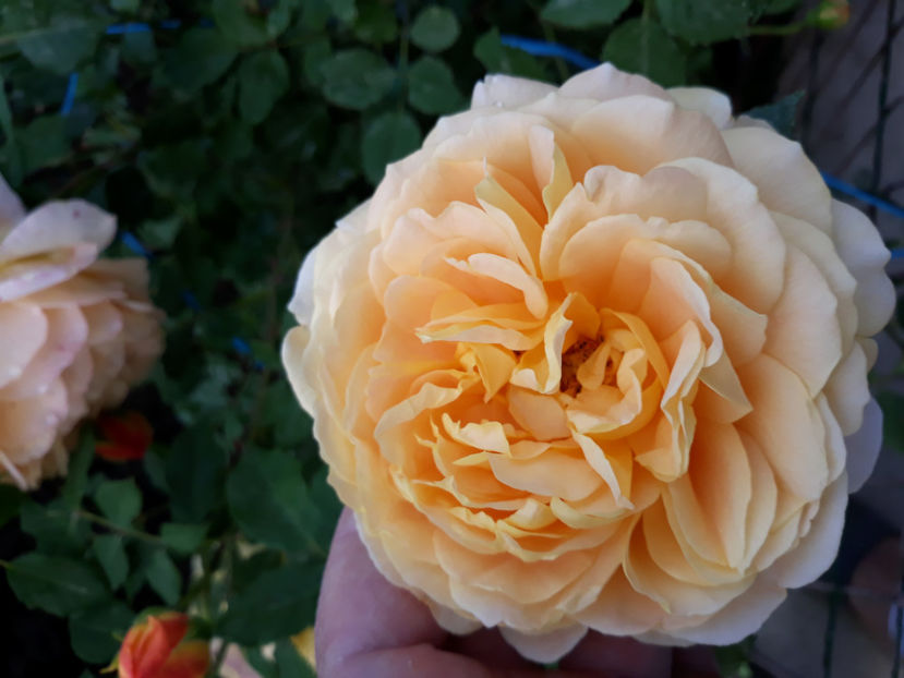  - GOLDEN CELEBRATION David Austin 3