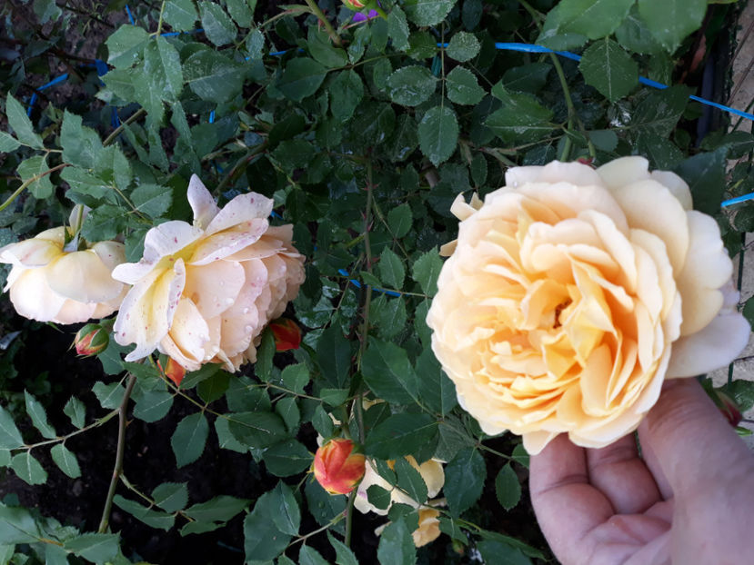  - GOLDEN CELEBRATION David Austin 3