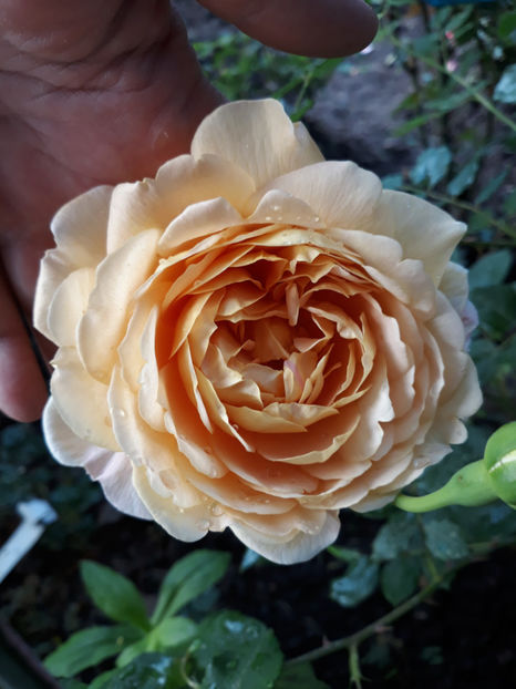  - GOLDEN CELEBRATION David Austin 3