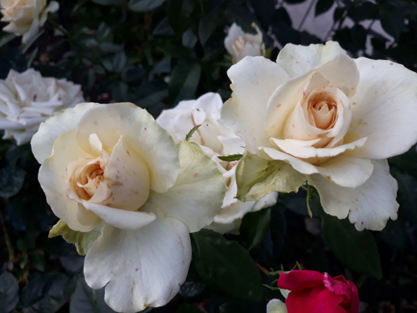  - GREENSLEEVES Harkness 3