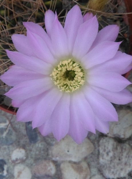 - Cactusi si suculente 2018