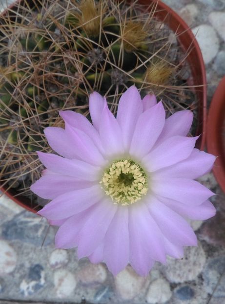 - Cactusi si suculente 2018