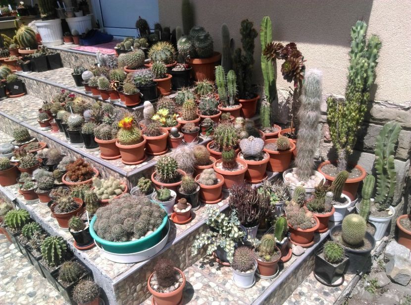  - Cactusi si suculente 2018
