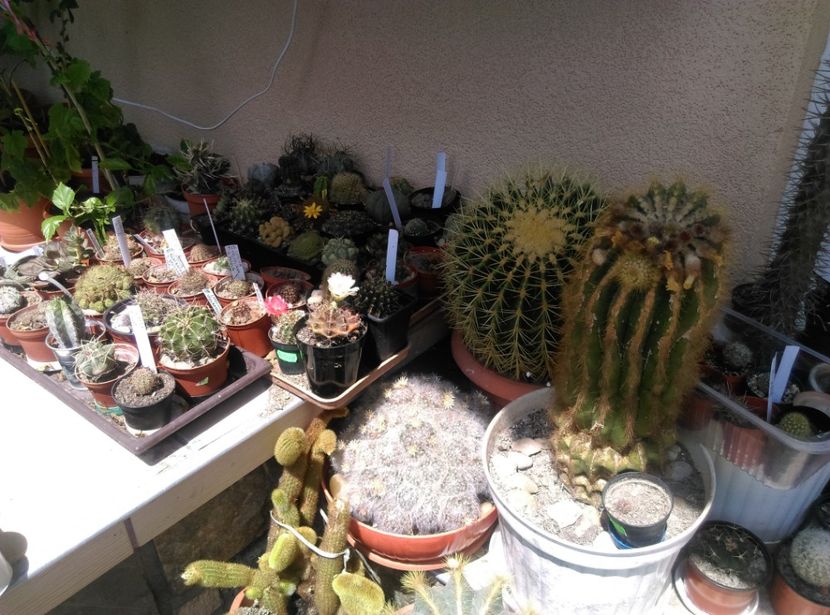 - Cactusi si suculente 2018