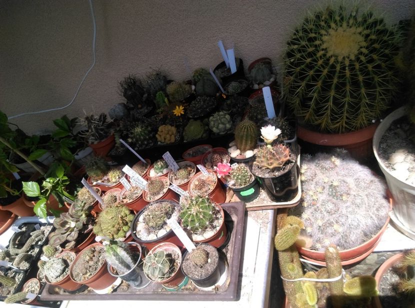  - Cactusi si suculente 2018