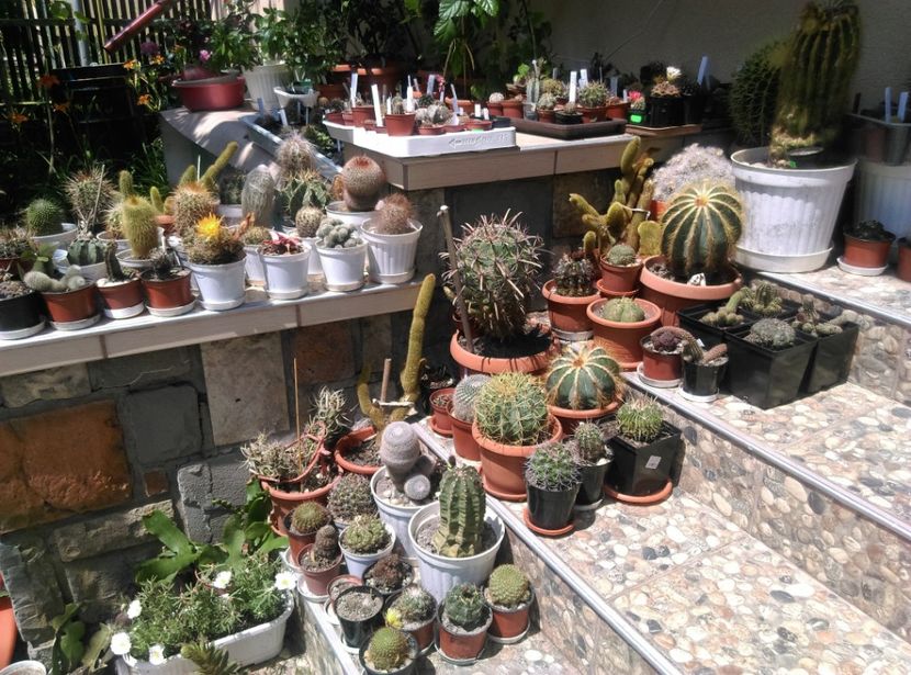  - Cactusi si suculente 2018