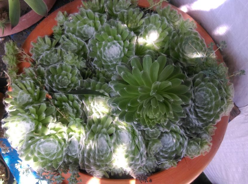  - Cactusi si suculente 2018