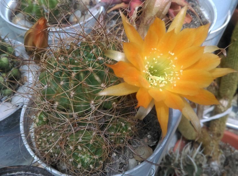  - Cactusi si suculente 2018