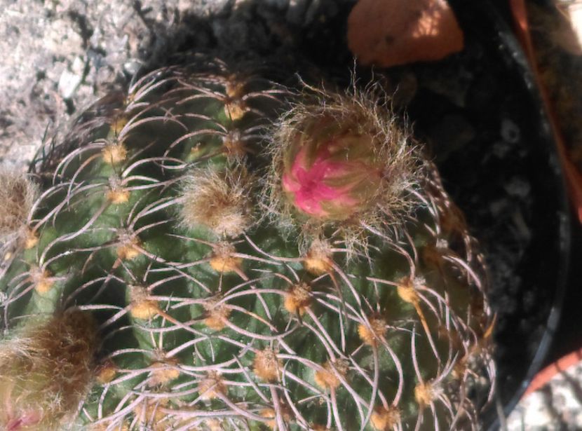  - Cactusi si suculente 2018