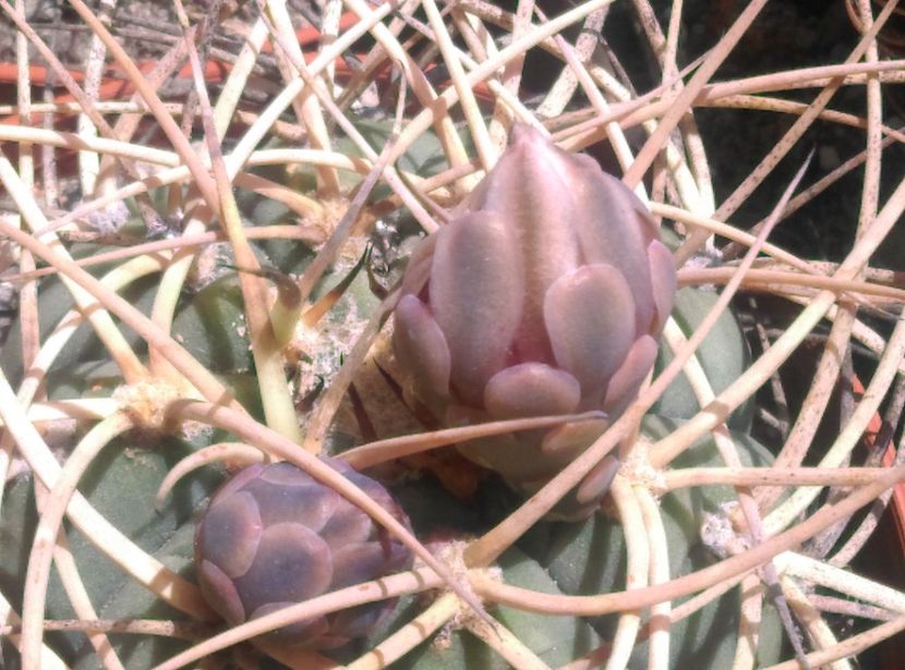  - Cactusi si suculente 2018