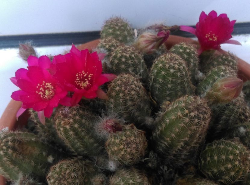  - Cactusi si suculente 2018