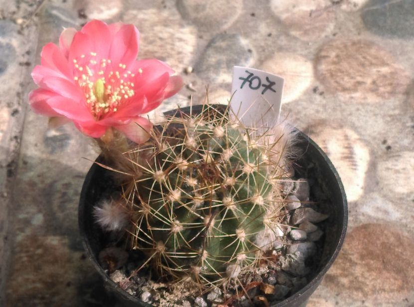  - Cactusi si suculente 2018
