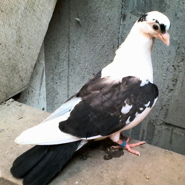 Din moriscari tari - z1-pui 2015 2016 2017 2018