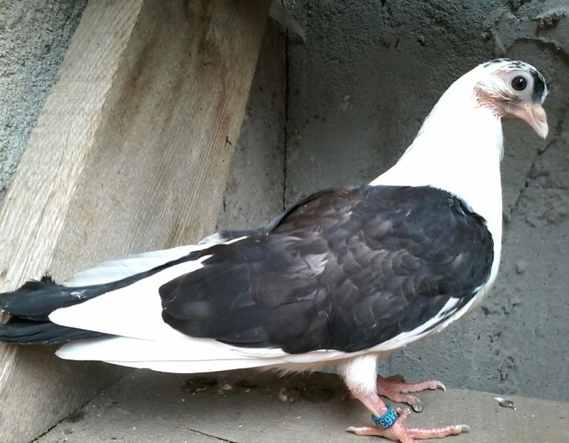 Din moriscari tari - z1-pui 2015 2016 2017 2018