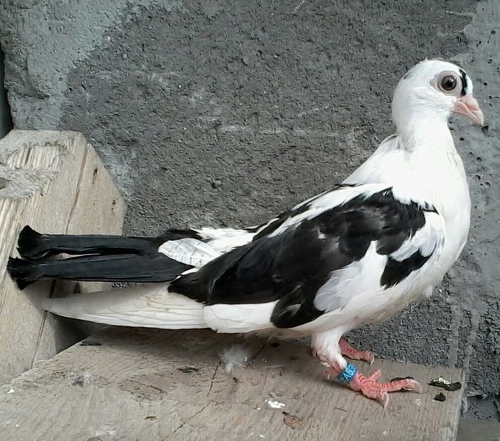 Din moriscari tari - z1-pui 2015 2016 2017 2018