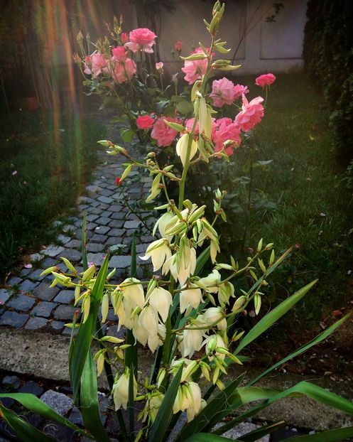 Yucca de gradina primita in primavara, m - a incantat cu flori - Plante hardy