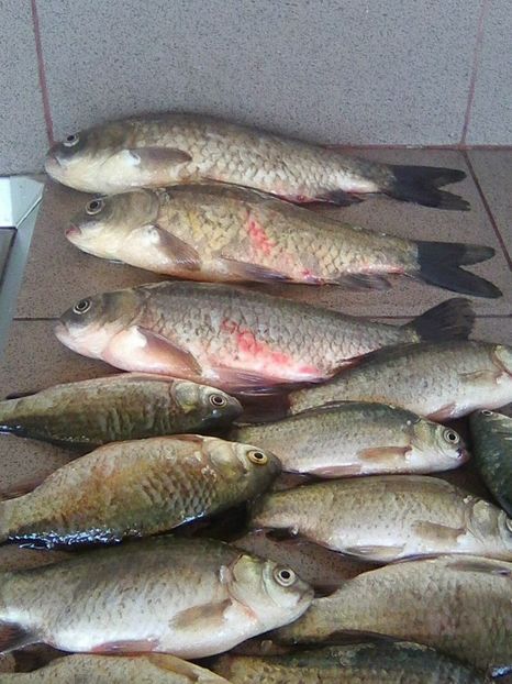 Photo0286 - PESCUIT 2018