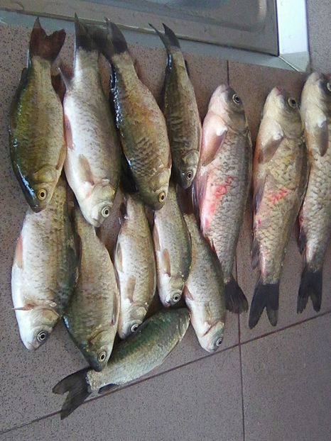 Photo0288 - PESCUIT 2018