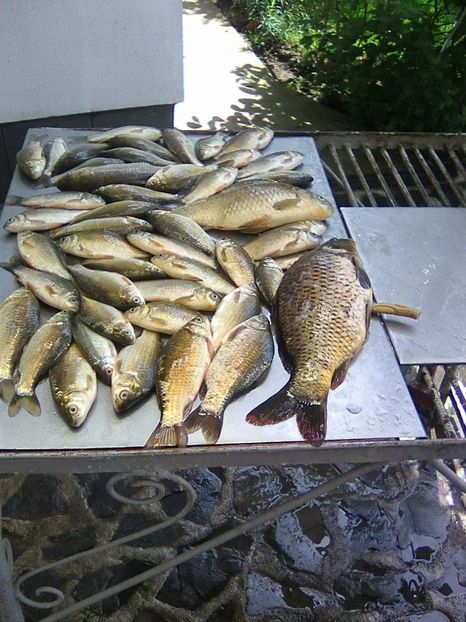 Photo0291 - PESCUIT 2018