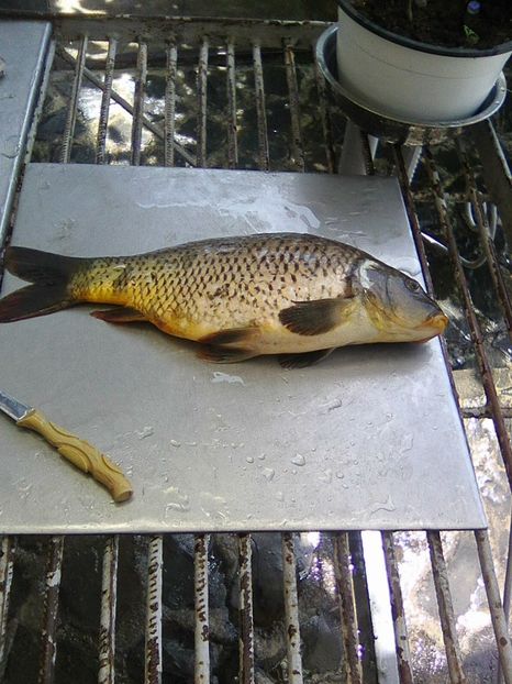 Photo0293 - PESCUIT 2018