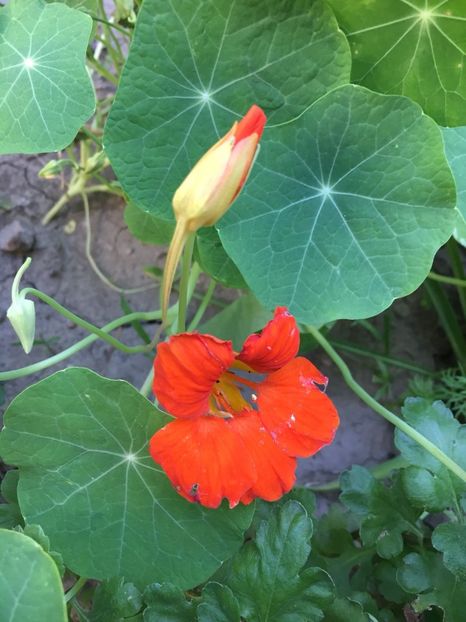 IMG-20180531-WA0001 - Caltunasi - Tropaeolum majus L