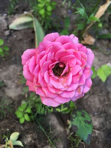 IMG-20180531-WA0021 - TRANDAFIRII MEI