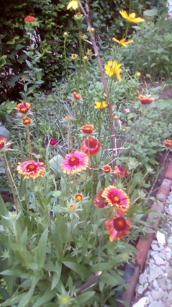 IMG-20180602-WA0006 - Gaillardia aristata