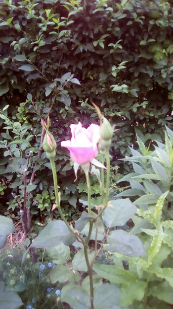 IMG-20180602-WA0008 - TRANDAFIRII MEI