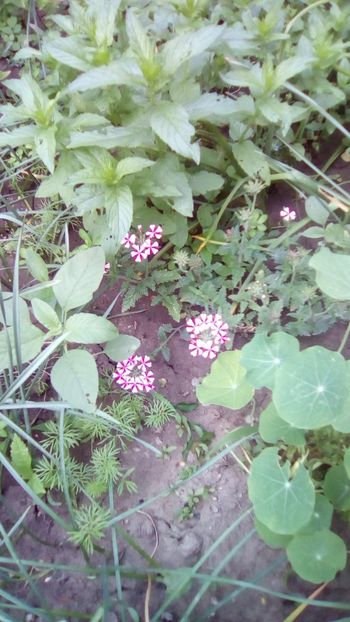 IMG-20180602-WA0010 - Gradina mea Iunie 2018