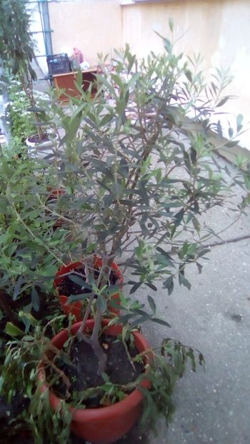 IMG-20180602-WA0030 - Gradina mea Iunie 2018