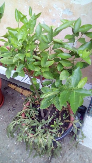 IMG-20180608-WA0000 - Gradina mea Iunie 2018