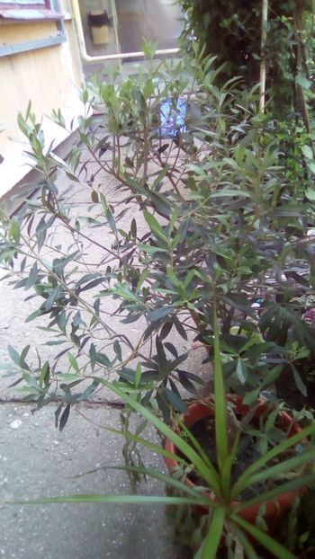 IMG-20180608-WA0004 - Gradina mea Iunie 2018