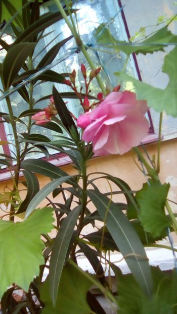 IMG-20180608-WA0008 - Gradina mea Iunie 2018