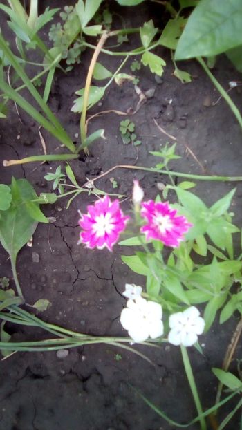 Phlox Twinkle star - Gradina mea Iunie 2018