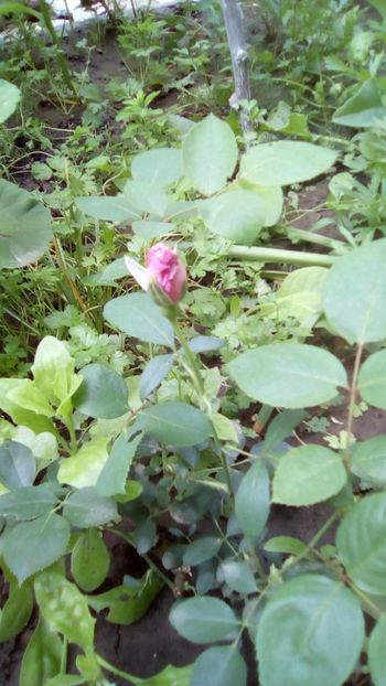 IMG-20180608-WA0014 - Gradina mea Iunie 2018