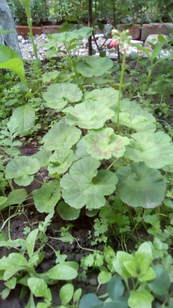 IMG-20180608-WA0016 - Gradina mea Iunie 2018