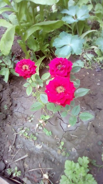 IMG-20180608-WA0022 - Gradina mea Iunie 2018