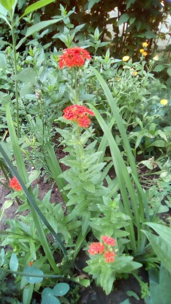 IMG-20180608-WA0028 - Verbine