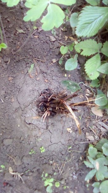 Feriga - Gradina mea Iunie 2018