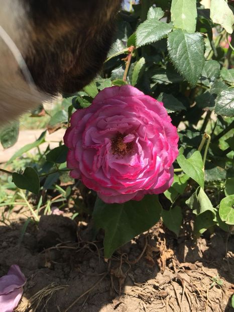 IMG-20180610-WA0014 - Gradina mea Iunie 2018