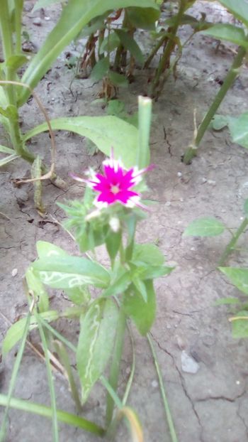 Phlox Twinkle - Phlox Twinkle