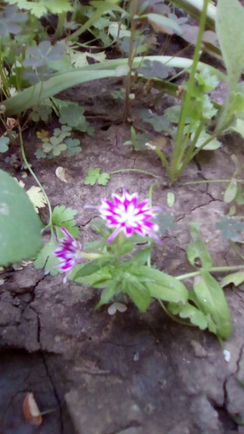 Phlox Twinkle star - Phlox Twinkle